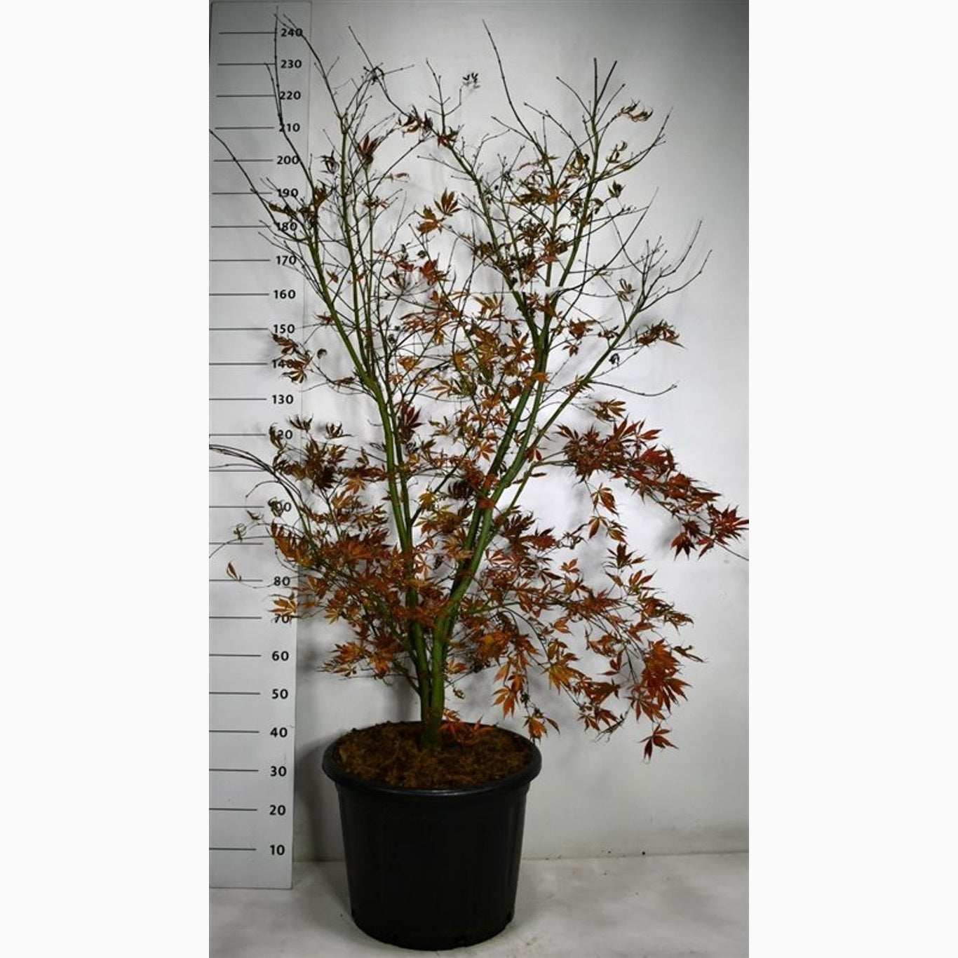 Japansk lönn – Acer pal. 'Summer Sunset' - C60 150-175 CM